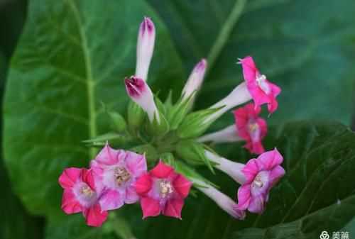 “下午三點(diǎn)，萬(wàn)壽菊欣然怒放;傍晚六點(diǎn)，煙草花在暮色中蘇醒……”仿寫(xiě)句子怎么寫(xiě)