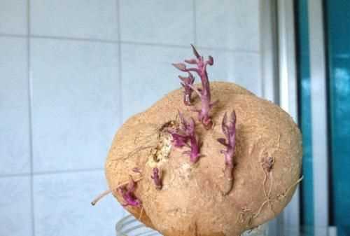 紅薯有點發(fā)芽了還能吃不