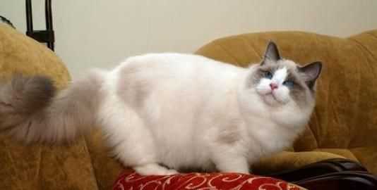 半米有多長，誰知道煮出3碗米飯需要多少大米?多少水？圖3