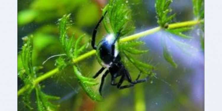 蜘蛛會被水淹死嗎