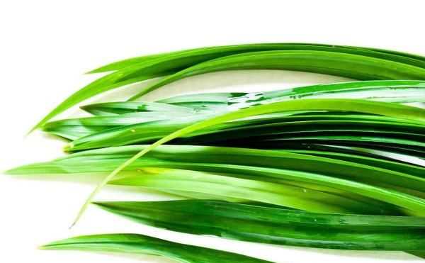 怎樣消滅家里的蟑螂,家里有蟑螂怎樣能徹底消滅掉圖4