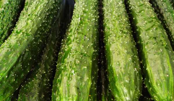 黃瓜澀口怎么去除,怎樣才能種好黃瓜圖4