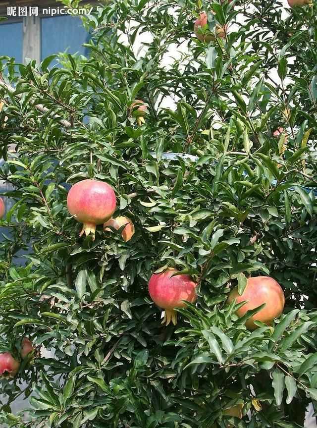 石榴籽有黑點(diǎn)能吃嗎，紅籽石榴怎么判斷好壞？圖2