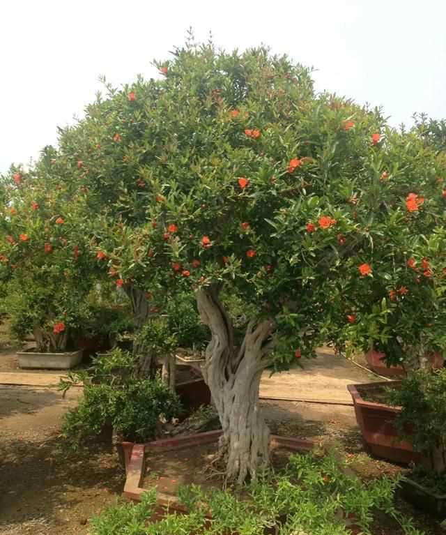 石榴籽有黑點(diǎn)能吃嗎，紅籽石榴怎么判斷好壞？圖5