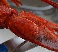 波龍?jiān)趺醋龊贸杂趾唵?波龍?jiān)趺闯詧D3