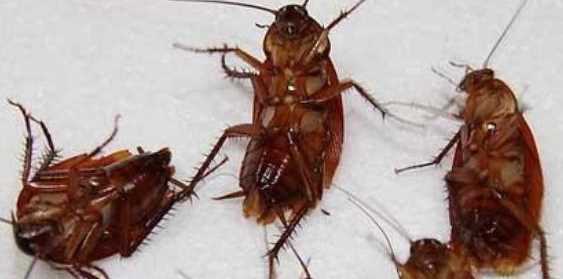 酒精可以殺死蟑螂卵,75°酒精可以殺死蟑螂卵嗎圖2