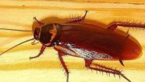 酒精可以殺死蟑螂卵,75°酒精可以殺死蟑螂卵嗎圖4