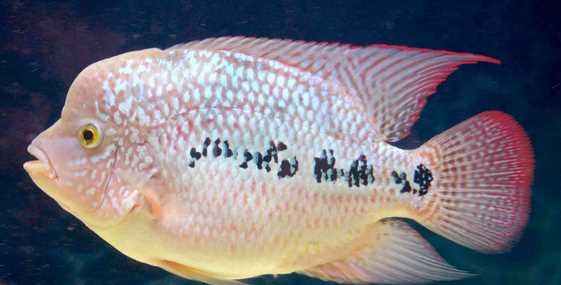 泰國(guó)金是什么金,泰金是什么金,值錢嗎圖2