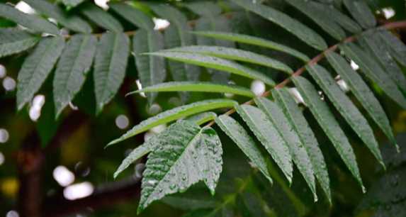 梅雨季什么時(shí)候結(jié)束2020,今年的梅雨季節(jié)有多少天什么時(shí)候出梅圖4