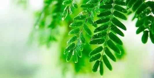 梅雨季節(jié)地面潮濕怎么辦,梅雨季節(jié)大米如何防潮防霉圖1