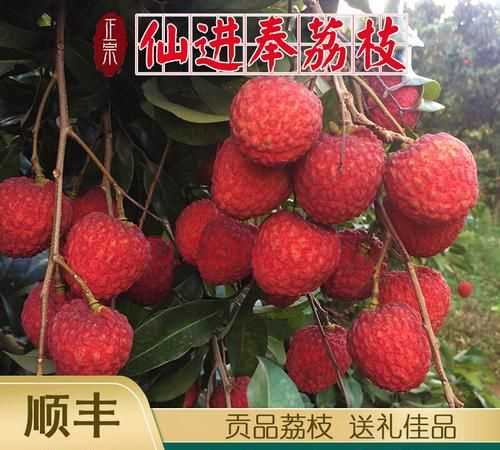 荔枝先進(jìn)鳳怎么樣?