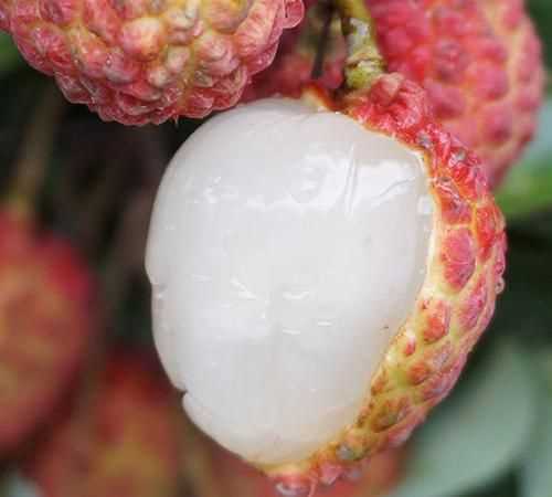 觀音綠荔枝和仙進(jìn)奉荔枝哪個(gè)好