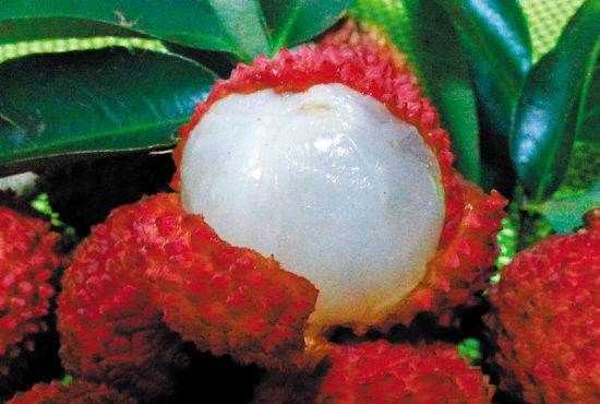 進(jìn)奉荔枝特點(diǎn),荔枝先進(jìn)鳳怎么樣?圖4