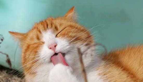 快遞可以寄貓,快遞可以寄貓嗎圖3