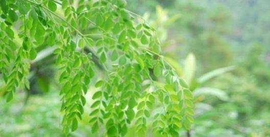 辣木葉片可以天天吃嗎,吃辣木葉片和辣木籽有什么好處圖2