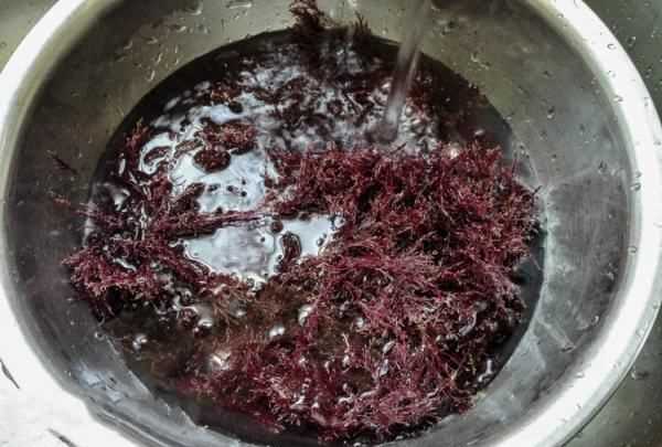 自制石花菜涼粉水的比例,石花菜涼粉怎么涼拌好吃竅門圖3