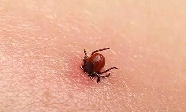 蜱蟲怎么消滅三大方法讓你徹底消滅蜱蟲