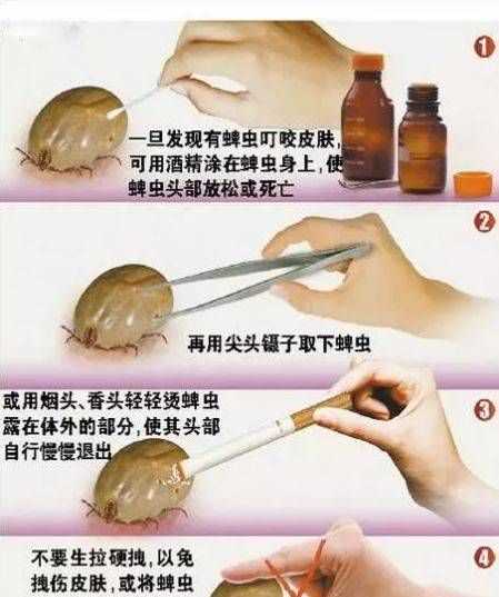 草蜱是什么動(dòng)物