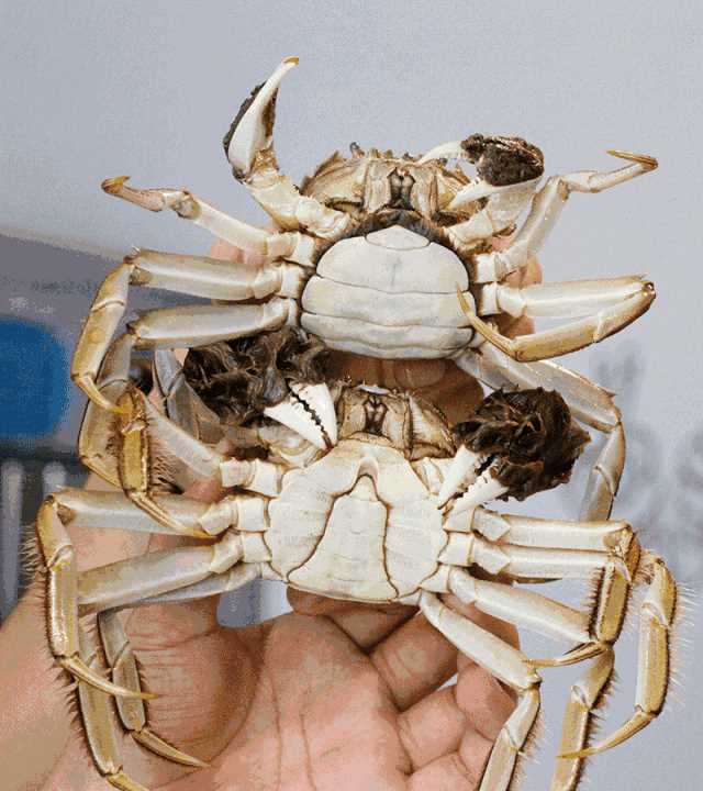 大閘蟹幾月份上市，鄱陽湖大閘蟹何時(shí)上市？圖3