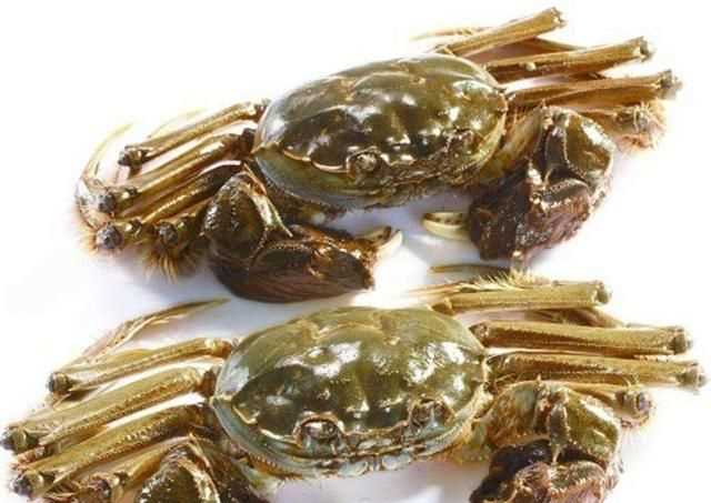 大閘蟹幾月份上市，鄱陽湖大閘蟹何時(shí)上市？圖6