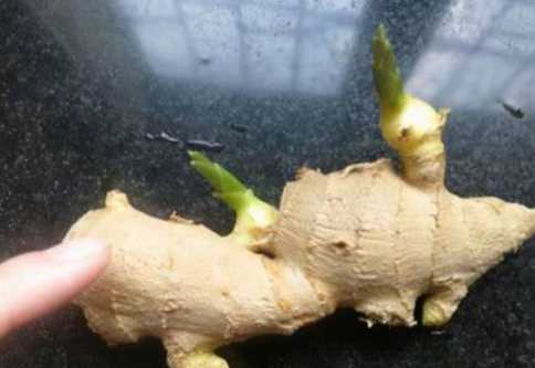 姜生牙子還能吃,生姜長(zhǎng)芽子了還能吃嗎圖2