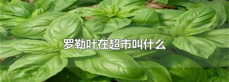 羅勒葉在超市里賣叫什么