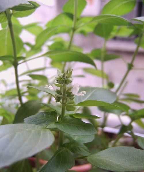 九層塔是木耳菜做的嗎