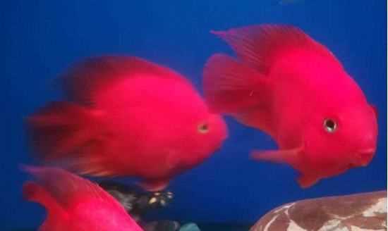 魚缸活性炭多久換一次,活性炭放魚缸多長時間換一次圖3