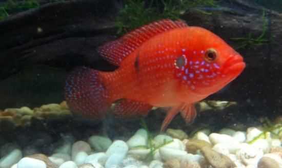 魚缸活性炭多久換一次,活性炭放魚缸多長時間換一次圖4