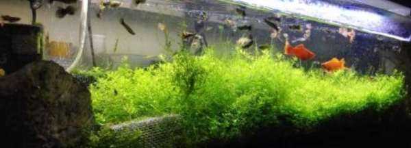 魚缸活性炭多久換一次,活性炭放魚缸多長時間換一次圖5