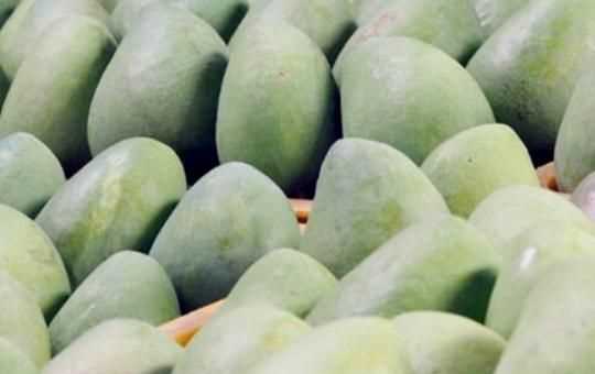 怎么判斷青芒熟沒熟，如何判斷大青芒果熟了？圖1