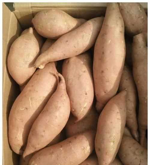 剛刨出來(lái)的地瓜可以直接裝袋過(guò)冬嗎