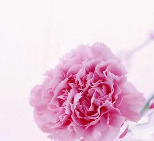 粉色康乃馨的花語和象征意義