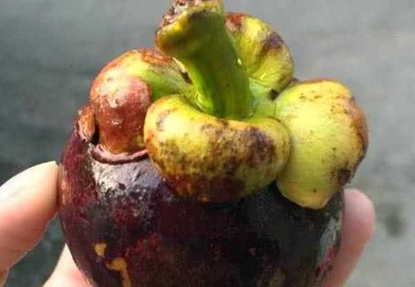 山竹外面的黃粉末的是什么，山竹外殼黃點(diǎn)是什么？圖4