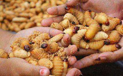 農(nóng)村廁所老有蛆往出爬怎么辦,蹲廁有蛆爬上來怎么辦圖3