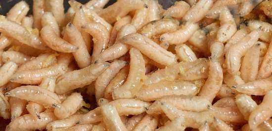 農(nóng)村廁所老有蛆往出爬怎么辦,蹲廁有蛆爬上來怎么辦圖4