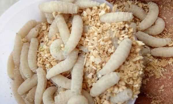 農(nóng)村廁所老有蛆往出爬怎么辦,蹲廁有蛆爬上來怎么辦圖11