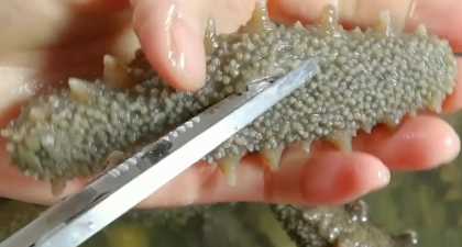 海參的泡發(fā)方法具體步驟竅門,怎樣泡發(fā)海參的正確方法視頻圖5