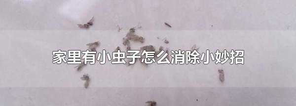 小蟲(chóng)怎么消滅小竅門(mén),家里地板有小蟲(chóng)子怎么消除小妙招圖1