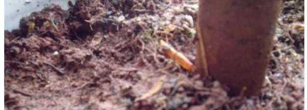 小蟲(chóng)怎么消滅小竅門(mén),家里地板有小蟲(chóng)子怎么消除小妙招圖2