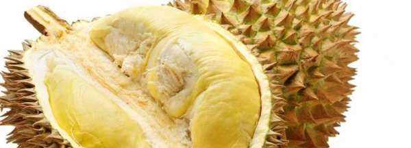 榴蓮熟了會(huì)自己裂開(kāi),榴蓮熟了都會(huì)自己裂開(kāi)嗎圖2