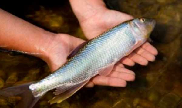 凍魚保質(zhì)期一般多久,凍品海鮮一般能保持多久?圖3