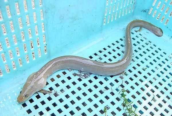 1斤重的鰻魚可以吃嗎