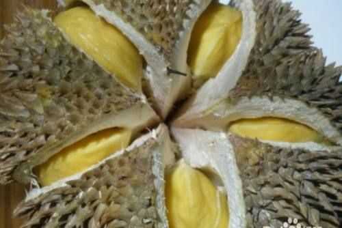 大開口的榴蓮還能放熟嗎