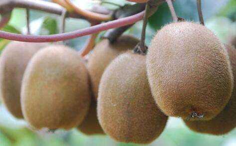 獼猴桃有酒味還能吃,獼猴桃太熟了有酒精味還能吃嗎圖4