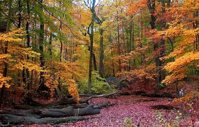 八月是秋天嗎，八月八日是秋天的第一天嗎？圖4