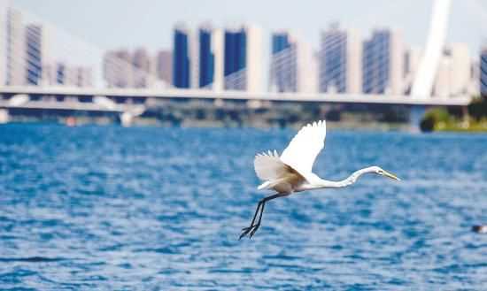 天高云淡指什么生肖動物