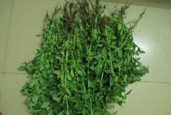 黃瓜荊芥怎么調(diào),完美的黃瓜變蛋拌荊芥怎么做好吃又簡(jiǎn)單圖3