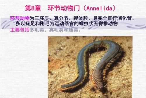 環(huán)節(jié)動(dòng)物主要有哪些