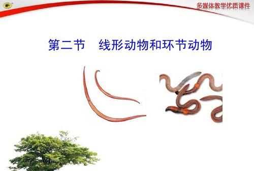 海洋環(huán)節(jié)動(dòng)物有哪些